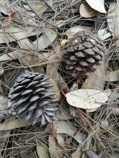 Pinus halepensis (cfr.)